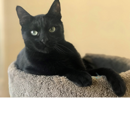 Black Cat's Hangout Club :3