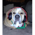 Brucedog44 group