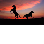 hollow stables