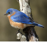 Team Bird from hibirdman