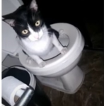 El Rincón de Fewee