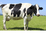 MIS VACAS XD