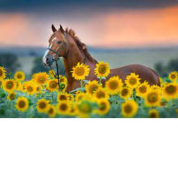 Horse competitions