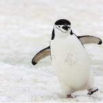 Obese Penguin