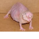 [✨RP✨VOICE🎤] Mole Rat Simulator II [ORIGINAL]