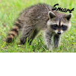 Intellectual Racoons