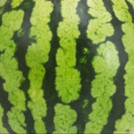 Water elemelon