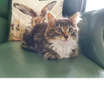 The fun time cat