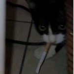 FRE4KY