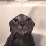 Luqi indie
