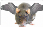 Fairy rats