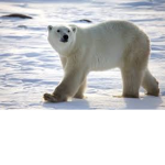 The Dope Polar Bears