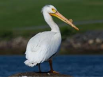 The Pelican Squad