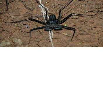 Face your Fears (BETA)