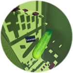 Cucumber