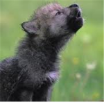 Wolf's Forever