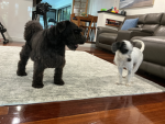 Basil the mini schnauzer
