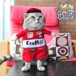 cat race