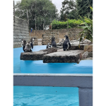 Fluffy Penguin