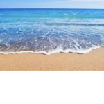 The beach_ dogs