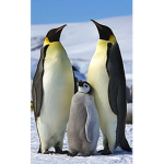 The Pingu Empire