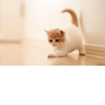 Kittens Group :D