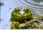 FROG GROUP =)