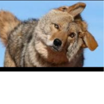 Coyotes Squad