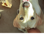 Go puppys go!!! :)
