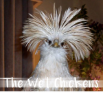 The Wet Chickens