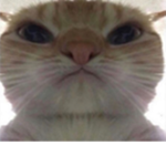 LISET NEED RUBUX SO I WELP