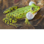 MR. FROG!