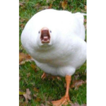 Mʏ ғʀᴏɢɢᴏss