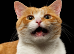 Mjalk