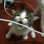 catcola’s residence!