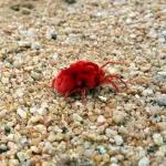 Berry Bugs
