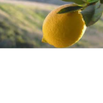Citrus Lemon