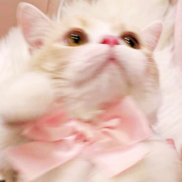(=^･ω･^=)