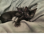 Kitty Kitty here Only