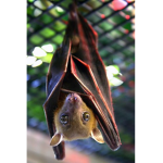 Bat State Y