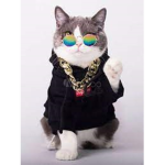 KITTTY FANS!!!
