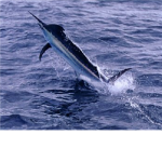 Marlin Fishing Club