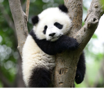 Panda's! <3