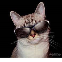 The Cats Community Hangout!