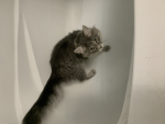 We need more cats