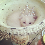 Mommy's Kittens