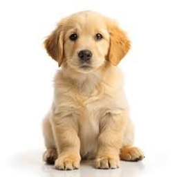 Complete to STEAL daniel's dog!