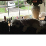 doggy!!!!!