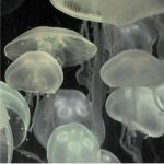 Jellypuffs