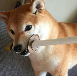 doge empire war